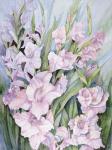 Gladiolus