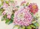 Blushing Dahlias