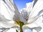 White Poppy In The Sun