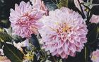 Dahlias