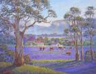 The Purple Paddock