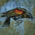 Redwing Blackbird