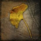 Gingko 1