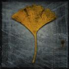 Gingko 2