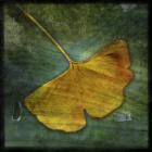 Gingko 3