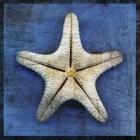 Armored Starfish Underside