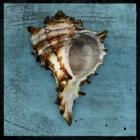 Horned Whelk