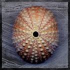 Sea Urchin 1