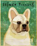 French Bulldog - White