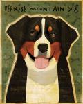 Bernese Mountain Dog