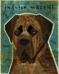 English Mastiff - Brindle