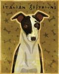 Italian Greyhound - Black and White