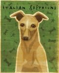 Italian Greyhound - Fawn