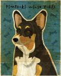 Pembroke Welsh Corgi - Tri-Color