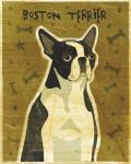 Boston Terrier