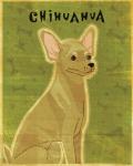 Chihuahua (tan)