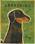 Dachshund (black and tan)