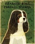 Cavalier King Charles (tri-color)