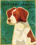 Brittany Spaniel