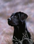 Black Lab