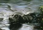 Black Lab Swimming