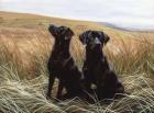 Two Black Labs