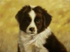 Border Collie Pup 1