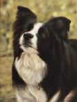 Border Collie 2