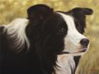 Border Collie 3