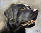 Black Lab 2