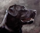 Black Lab 5