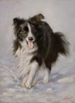 Border Collie 2