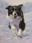 Border Collie 3