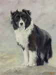 Border Collie 4