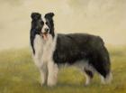 Border Collie 7