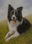 Border Collie 8