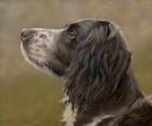 Spaniel