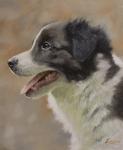 Border Collie 9