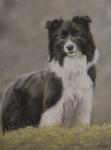 Border Collie 10