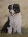 Border Collie 12