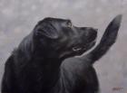 Black Lab 17