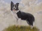 Border Collie 13