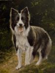 Border Collie 14