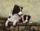 Border Collie 15