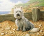 Westie 1