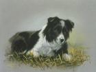 Border Collie 18