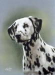 Dalmatian 1