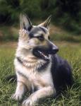 Alsatian