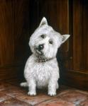 Westie 2