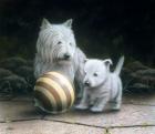 Westies